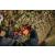 Echo DHC-310 40V 24 inc Cordless Hedge Trimmer - view 2