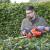 Flymo Easicut 20V Cordless Hedgetrimmer  42cm Cut - view 4