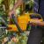 Stiga Essential HT100e Kit - Cordless Hedge Trimmer with battery 2,0 Ah  - view 8