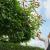 Webb Eco WEV20PHTB2 Cordless Long Reach HedgeTrimmer 20v - view 3